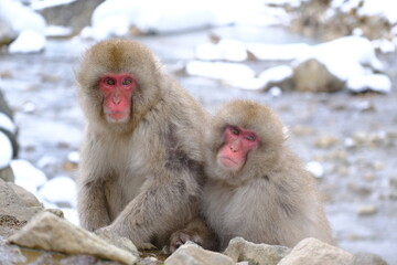 wild snow monkey 地獄谷野猿公苑のサル