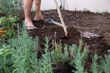 A gardener tending a lavender garden, loosening the soil with a hoe
