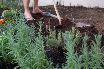 A man weeding a lavender vegetable garden with a hoe - obrazy, fototapety, plakaty