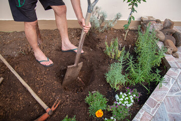 A gardener tending a lavender garden, loosening the soil with a hoe