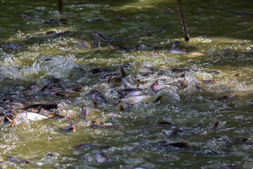 Pangasius fish or Vietnamese catfish are scrambling to eat in a farming pond. Beautiful wild...