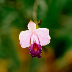 colombian flowers