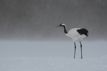 Red-crowned crane standing in drifting snow