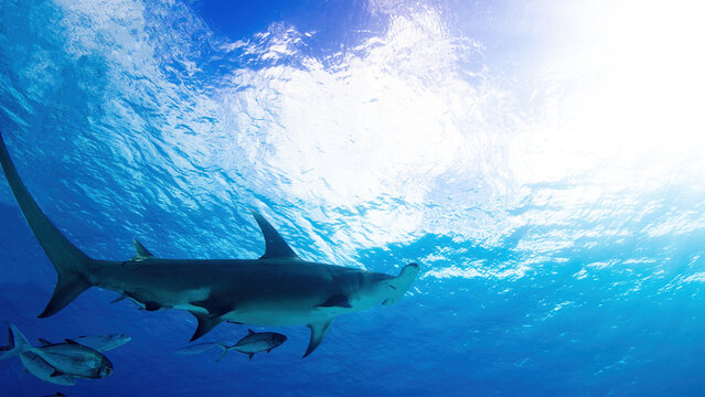 A hammerhead shark swimming towards the surface