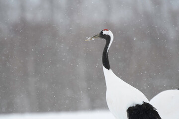 Red-crowned crane standing in snowfall © 雅文 大石