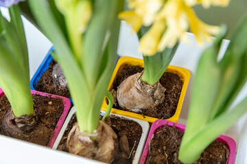 The concept of landscaping and landscape design, primroses. Seedlings, tubers, bulbs of hyacinths, yellow and lilac hyacinth flowers in multi-colored containers prepared for planting in the ground
