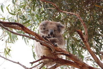 Koala (Phascolarctos cinereus), Eyre Peninsula, South Australia.