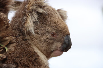 Koala (Phascolarctos cinereus), Eyre Peninsula, South Australia
