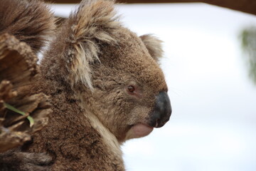 Koala (Phascolarctos cinereus), Eyre Peninsula, South Australia
