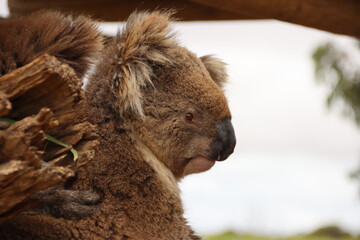 Koala (Phascolarctos cinereus), Eyre Peninsula, South Australia
