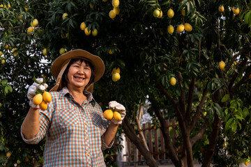 Senior Asian farmer harvesting fresh sweet yellow Marian plums or Gandaria fruit. Maprang or...
