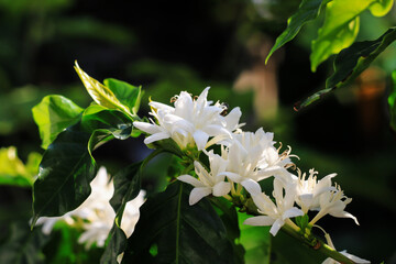 fragrant white coffee flowers blooming with white flowers close-up organic coffee plantation