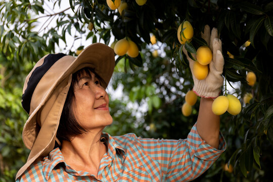 Senior Asian farmer harvesting fresh sweet yellow Marian plums or Gandaria fruit. Maprang or mayong-chit exotic tropical fruits.