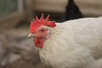 Close-up of a white chicken with a red comb on  farm