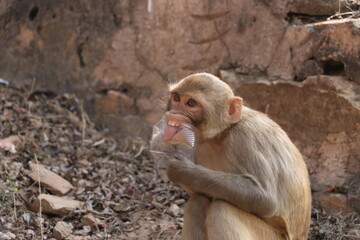 baby monkey eating plastic garbage.