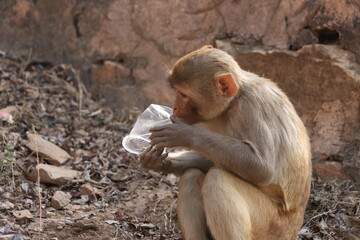 hungry monkey eating plastic cup.