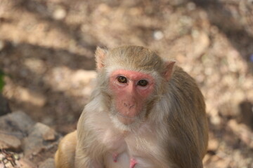 red face monkey sitting on rock.