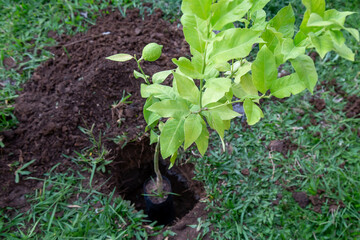 A young lemon tree positioned above freshly dug soil, ready for planting