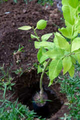 A young lemon tree positioned above freshly dug soil, ready for planting