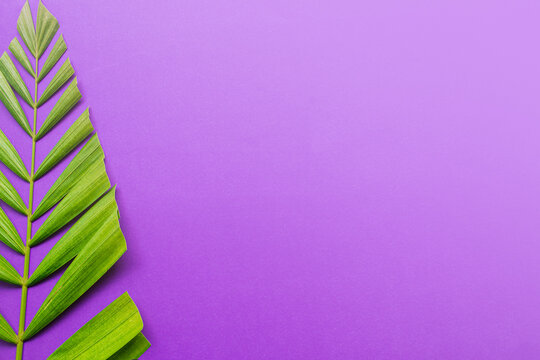 Palm leaves on purple background. Holy week and Lent season concept.