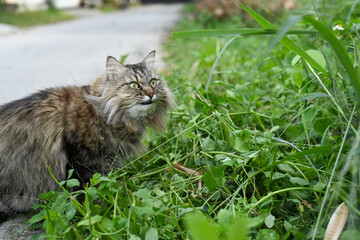 Adorable cat walking in the park at sunny day.