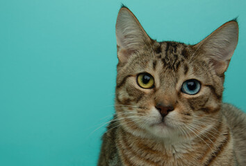 green and blue eyed tabby cat close up portrait