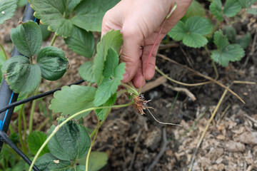 healthy runners of cultivar garden strawberry with developed root system prepared for planting in...
