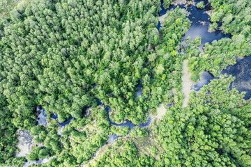 swamp in the forest in sunny spring day. wetland background. aerial overhead view.