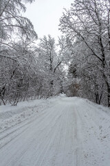 Obraz na płótnie Canvas Narrow road through winter snowy forest on a quiet day.