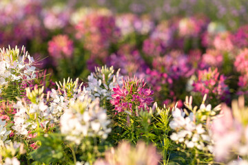 The flower is named cleome sparkler mix in the garden because of the experimental plot. in Thailand...
