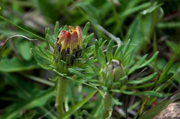 Beautiful  flower blossoming in spring