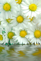 Fototapeta premium daisy macro on ripple texture