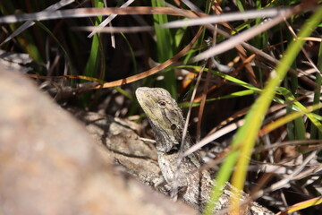 Jacky Dragon (Amphibolurus muricatus), Cranbourne Botanic Gardens, Melbourne, Australia.