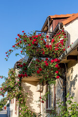 Fototapeta na wymiar Abundant flowering of a red rose weaving through the building