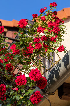 Abundant flowering of a red weaving rose, entrenched in the building's drain
