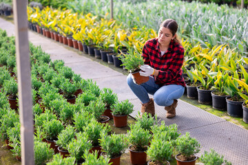Focused young woman farmer working in a greenhouse carefully examines a decorative juniper