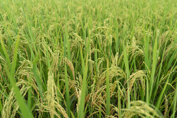 Green Terraced Rice Field. rice is growing in the field background
