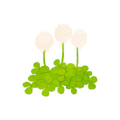 シロツメクサ　水彩風