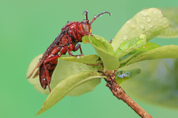 A paper wasp is perched on a branch of a barbados cherry tree in fruiting. This insect has the scientific name Polistes metricus.