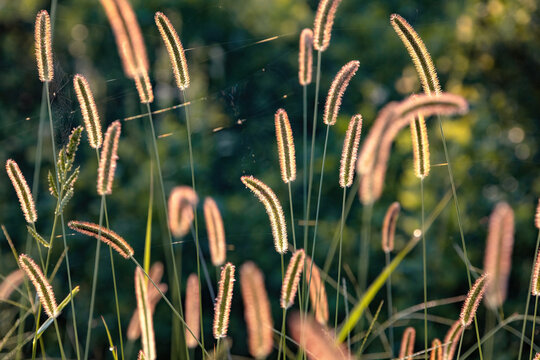 golden dog tail grass in the wind in the sun