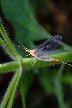 Chongqing mountain ecological mayfly
