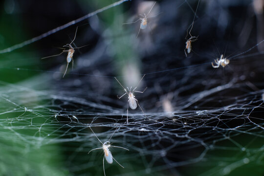 Chongqing mountain ecological mosquito  long feet
