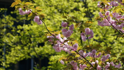 The beautiful flowers blooming in the gardern in spring