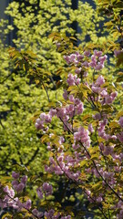 The beautiful flowers blooming in the gardern in spring