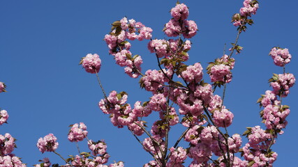 The beautiful flowers blooming in the gardern in spring