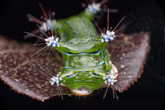 Chongqing mountain ecological  caterpillar
