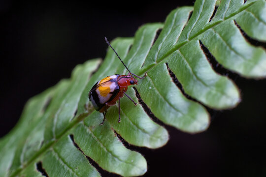 Chongqing mountain ecological  leaf beetle
