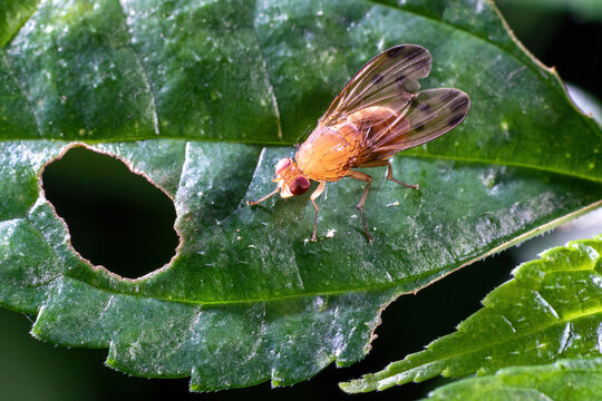 Chongqing mountain ecological bot insect with broken leaves