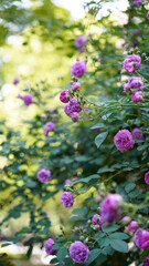 The beautiful flowers blooming in the gardern in spring