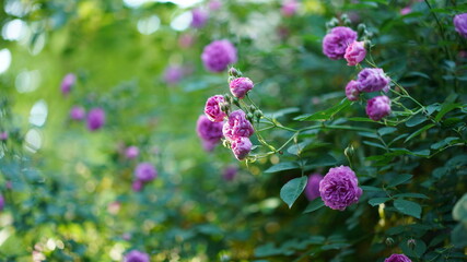 Fototapeta na wymiar The beautiful flowers blooming in the gardern in spring